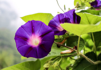 Close-up of purple flowers