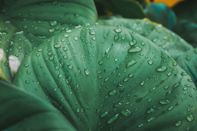 Close-up of water drops on leaves