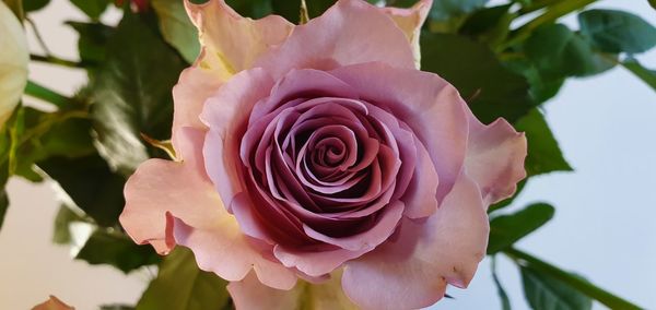 Close-up of pink rose flower