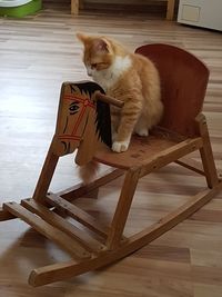 Cat relaxing on hardwood floor