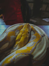 Close-up of snake