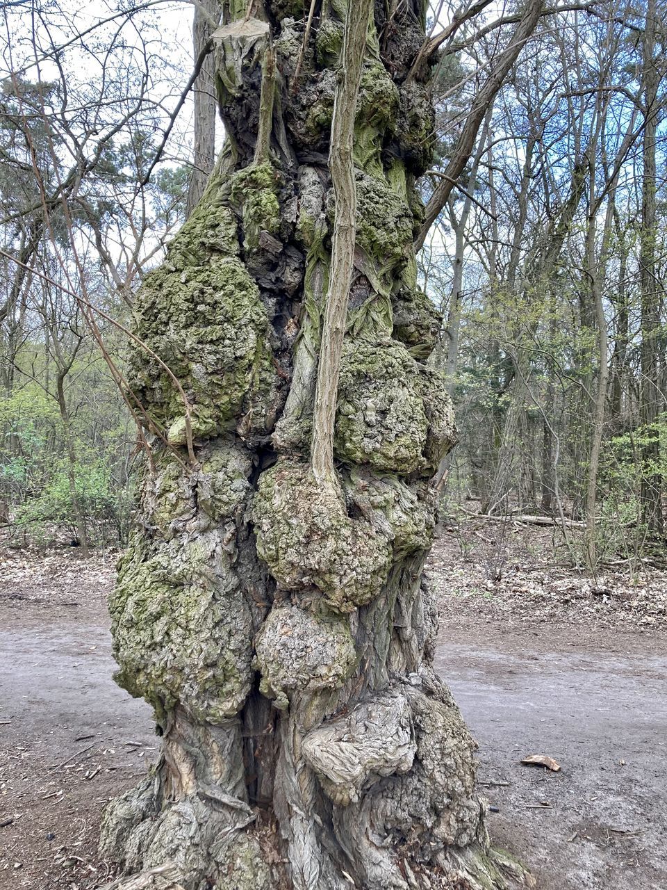 DEAD TREE ON FIELD