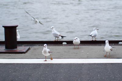 Birds in water