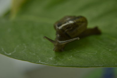 Close-up of snail on leaf