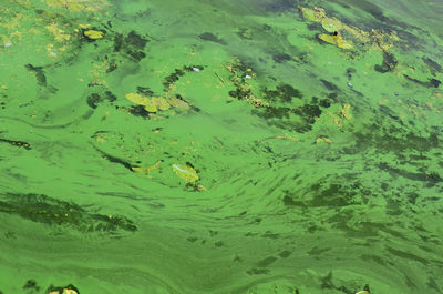 High angle view of leaf floating in sea