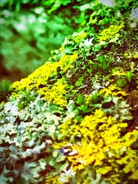 Close-up of yellow plants