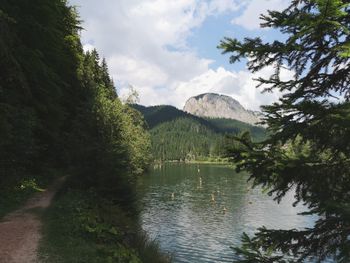 Scenic view of lake in forest against sky