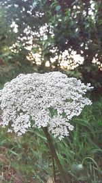 Close-up of white flowers blooming on tree