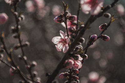 Close-up of pink cherry blossom tree