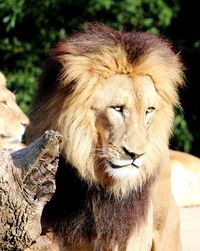 Close-up portrait of lion