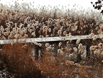 Plants growing on field during winter