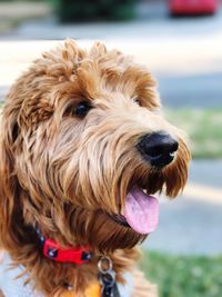 Close-up of a dog