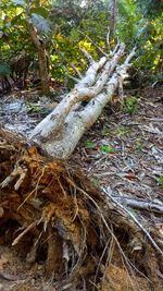 High angle view of tree roots on field