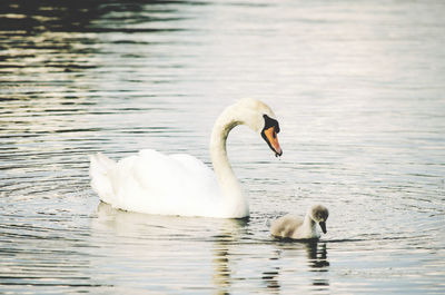 Swan floating on lake