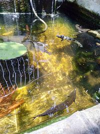 High angle view of fish in lake