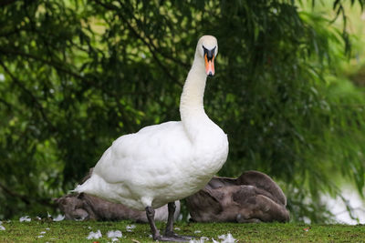 Close-up of swan on field