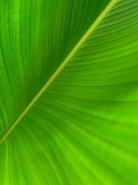 Full frame shot of palm leaf