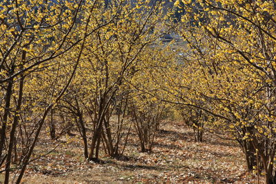 Trees in forest