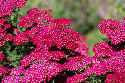 Close-up of pink flowering plants