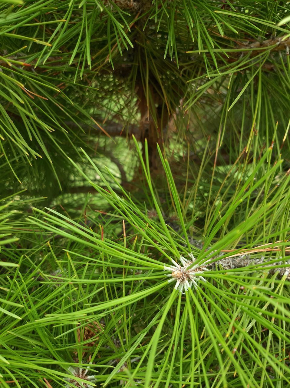 CLOSE-UP OF PINE TREE