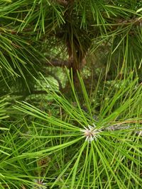 High angle view of pine tree