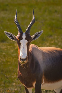 Close-up portrait of horse standing on field