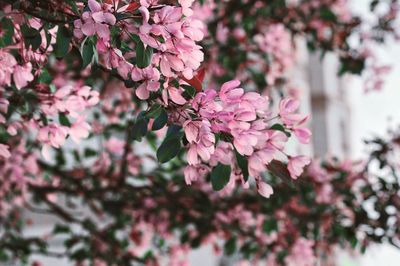 Close-up of pink cherry blossom