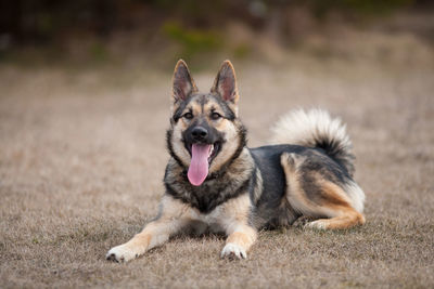 Beautiful young laika sits on dry grass with protruding tongue, northern russia and russian siberia