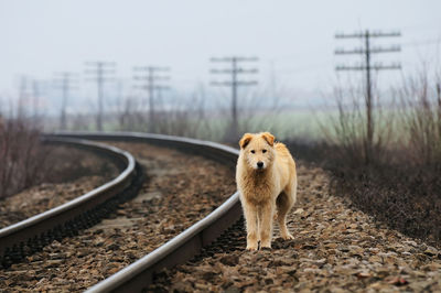 Portrait of dog walking by railroad track