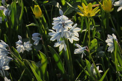 Close-up of white flowering plants