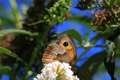 Close-up of butterfly on flower