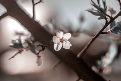 Close-up of white cherry blossom tree