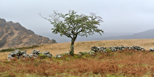 View of tree on field against sky