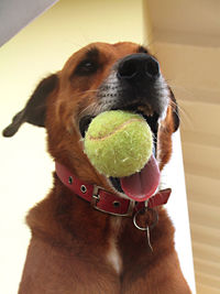 Close-up of dog with ball