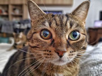 Close-up portrait of a cat