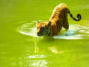 Tiger swimming in lake