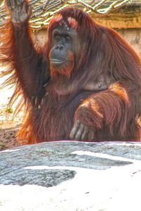 orangutan