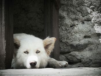 Dog lying on the ground