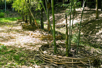 Bamboo trees in forest