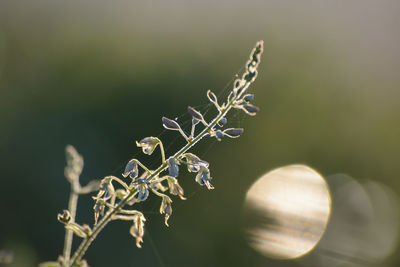 Close-up of plant against blurred background