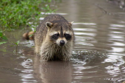 Raccoon washing up in puddle