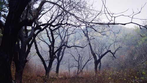 Bare trees against sky