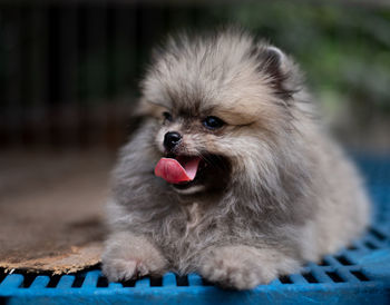 Close-up of dog sticking out tongue