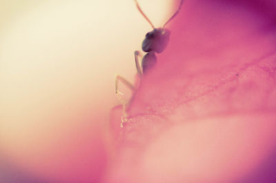 Abstract image of pink flower