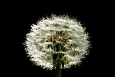 Close-up of dandelion flower