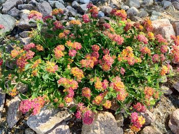 Close-up of flowers