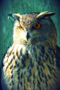 Close-up of owl