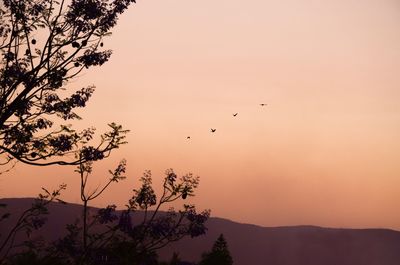 Silhouette of birds flying in the sky