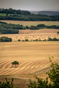 Scenic view of agricultural field against sky