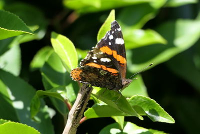 Butterfly on leaf